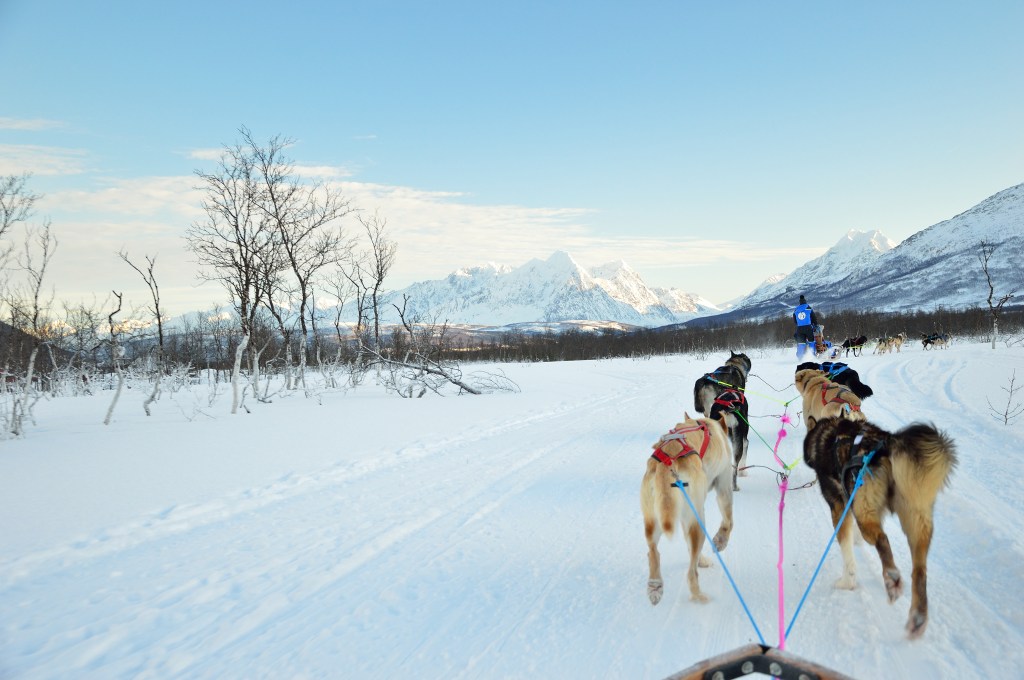 circolo polare artico tromso cani slitta